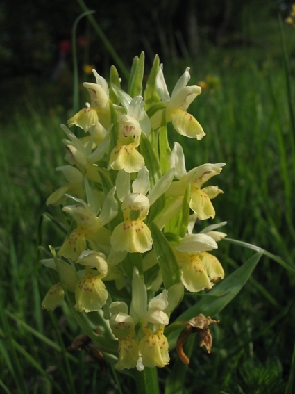 Dactylorhiza sambucina / Orchide sambucina